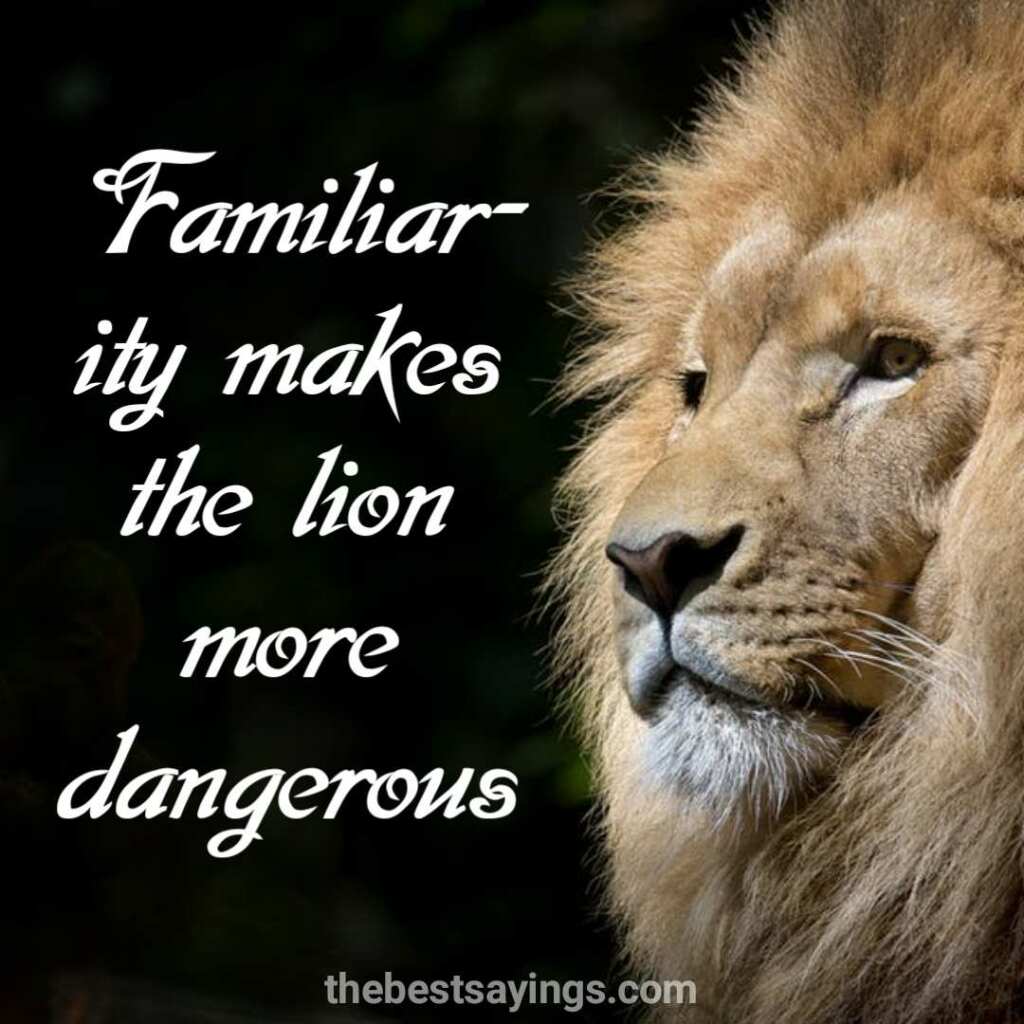 61 Best Lion Quotes and Sayings