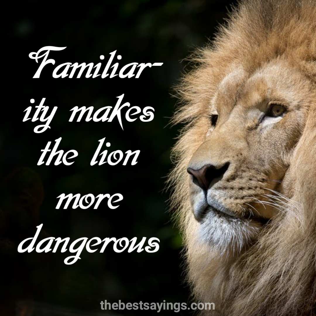 61 Best Lion Quotes and Sayings » QuoteSove