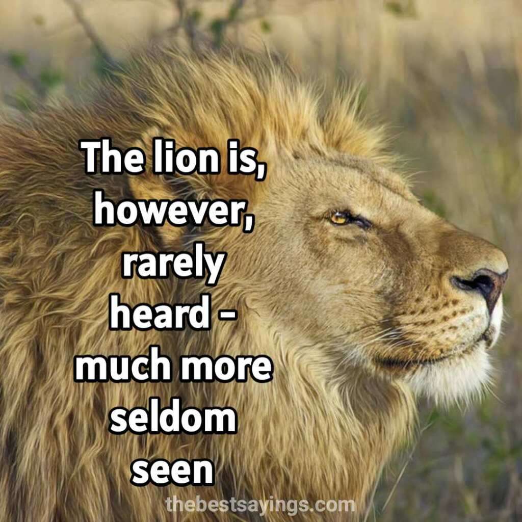 seldom lion